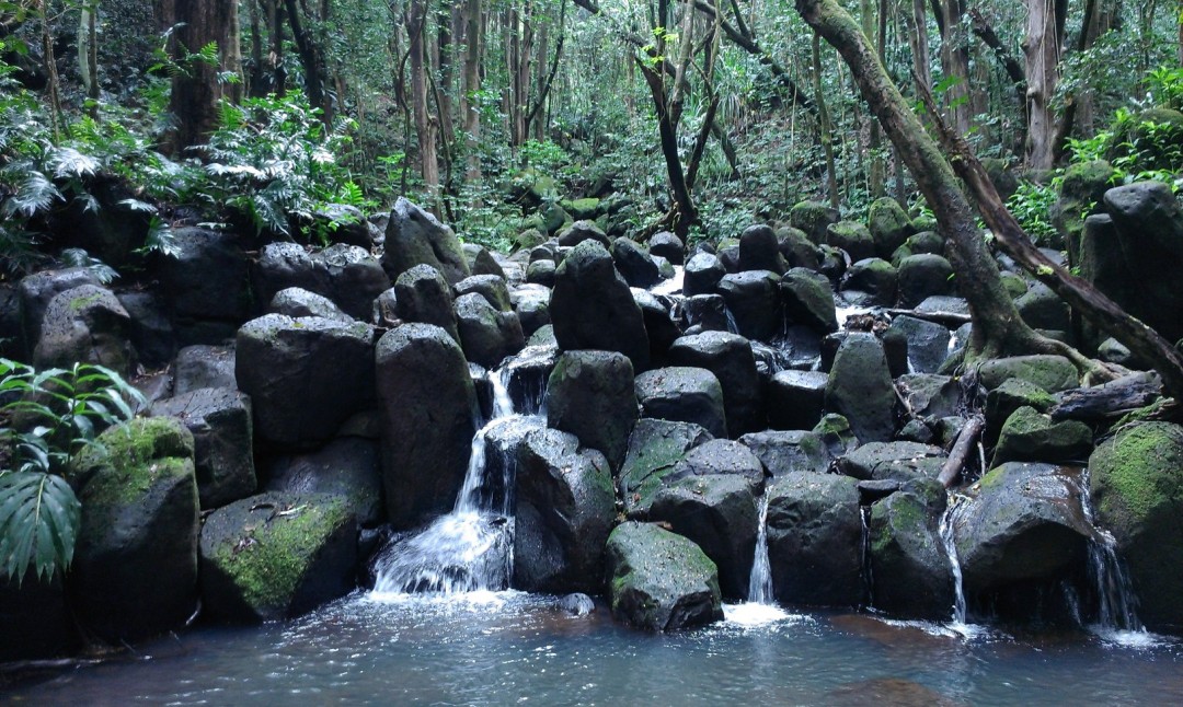 Kauai Pond