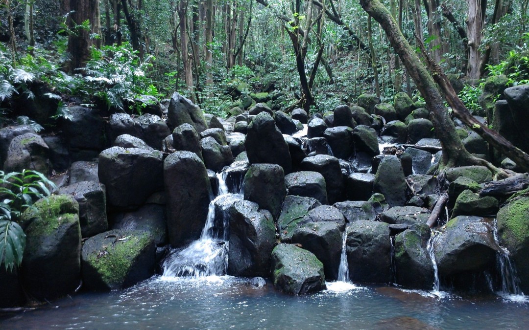 Kauai Pond