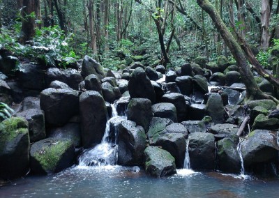 Kauai Pond
