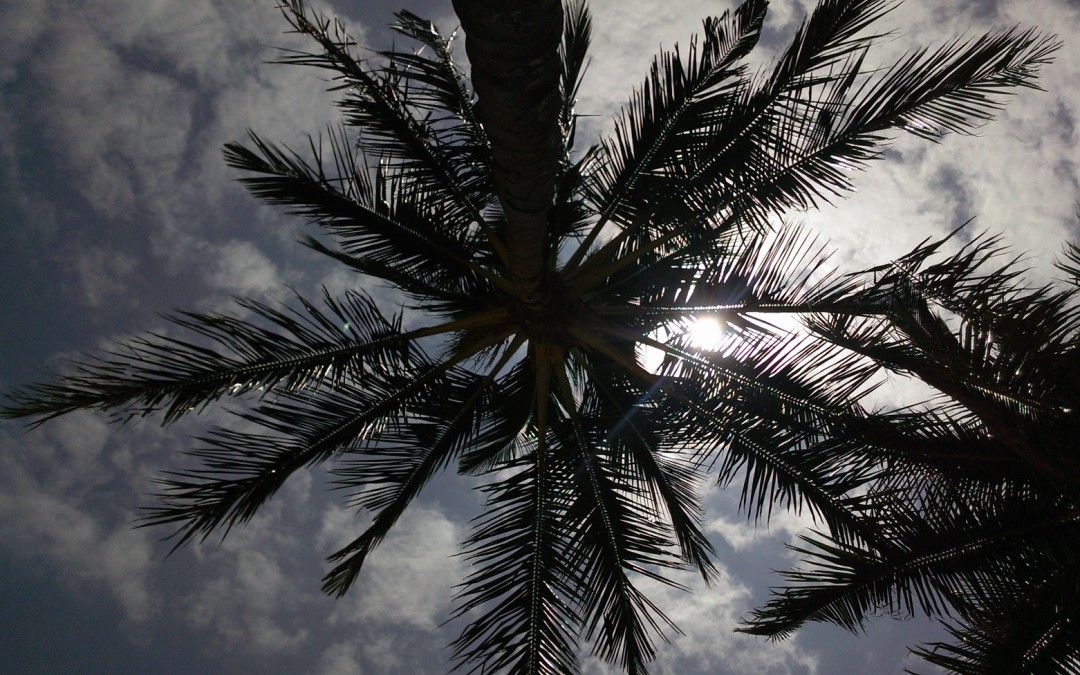 Palm Tree Skies