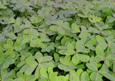 Clovers